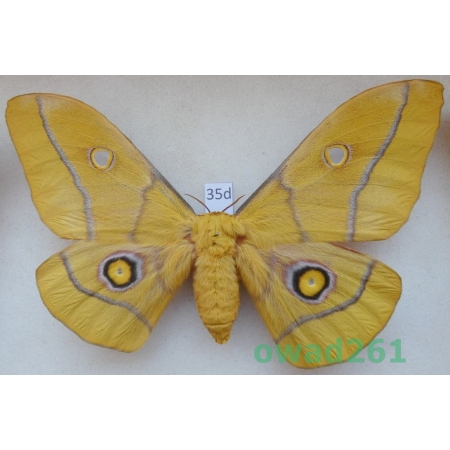 Gonimbrasia krucki Hering, 1930 female ex. pupa Kenya 136mm35d